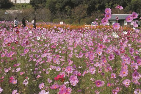 佐賀女装|【佐賀 女装】金立公園コスモス園【アクセス・集合スポット・。